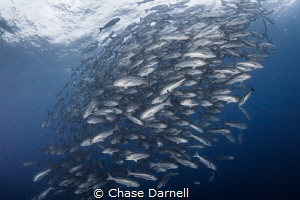 "Snappin"
A huge school of Snapper hanging out in the bl... by Chase Darnell 